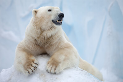 Lední medvědi umí šetřit energií